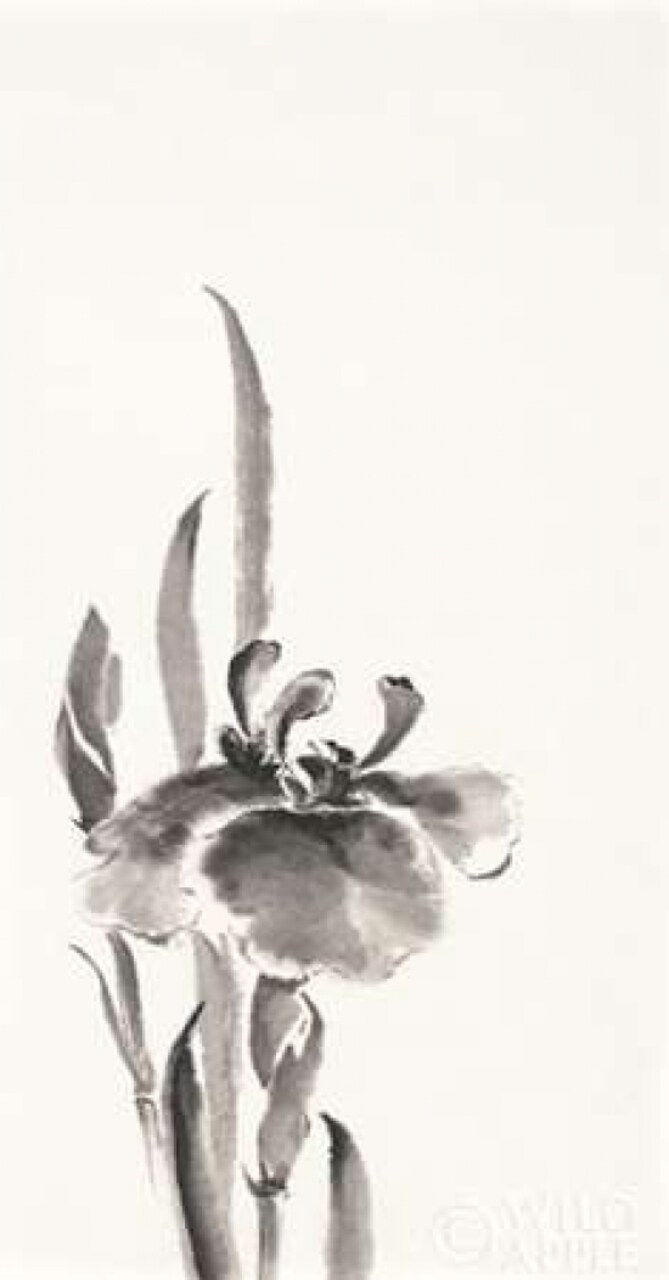 Japanese Iris II Poster Print by Chris Paschke - Item # VARPDX25173